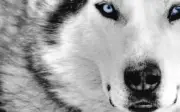 Wolf Blue eyes CANVAS ART PRINT 8" X 12"