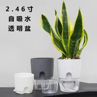 在飛比找momo購物網優惠-【品屋】2.46寸自吸水透明盆(自吸水花盆 懶人花盆 塑膠盆