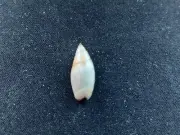 #0085 Olivella Dama Wood, Baja Calif. Mexico 20.1mm Sea Snail shell