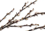 ARTIFICIAL SNOWFALL Bud Branch