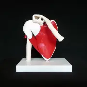 Anatomical Advanced Muscled Shoulder Joint Model - Medical Anatomy Skeleton