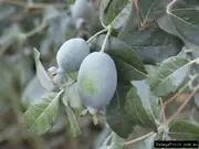 Buy Feijoa Nazematze Trees (Acca sellowiana)