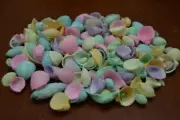 600+ PCS DYED MULTI_COLOR CLAM SEA SHELL BEACH DECOR CRAFT 1 LB #7177A