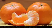Mandarin Fallglo Tree - Citrus reticulata