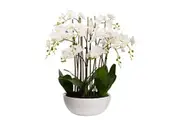 Glamorous Fusion Phalaenopsis Orchid Artificial Plant Flower Decorative Large 75cm Ceramic Pot - White