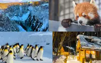 在飛比找KLOOK 客路優惠-北海道｜旭川動物園&網紅美瑛樹&白鬚瀑布&精靈露臺一日遊（札