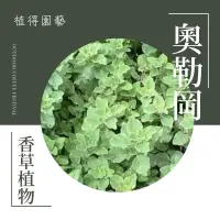 在飛比找蝦皮購物優惠-植得｜奧勒岡·牛至·披薩草｜香草料理植物