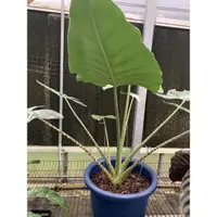 在飛比找蝦皮購物優惠-斑馬觀音蓮Alocasia