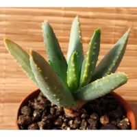 在飛比找蝦皮購物優惠-Aloe ramosissima 羅紋錦 種子 蘆薈