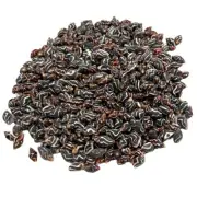 Bee Hive Snail Shell Natural Shells For Craft Art Decor approx. 875 pcs 1 Pound