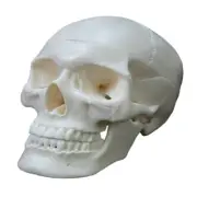 Human Skull Anatomical Model,2 Parts Adult Human Anatomy Head Skeleton Model