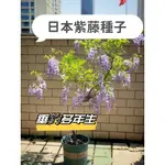 日本紫藤花WISTERIA SINENSIS種子 紫藤蘿爬藤植物紫藤花樹紫水晶多色可選 盆栽庭院 觀賞花卉種子