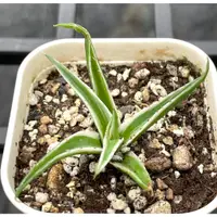 在飛比找蝦皮購物優惠-🌵✧植得栽✦【冰山】 龍舌蘭 多肉 Agave victor