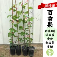 在飛比找蝦皮購物優惠-[農夫世家] 新品種 嫁接大苗 百香果 4.5吋盆 台農1號