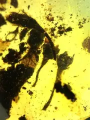bud Burmite Natural Myanmar Insect Amber Fossil