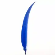 20" To 30" Silver Pheasant Tail Feather - Royal Blue ((SECONDS))