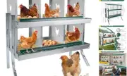 6 Compartment Chicken Nesting Box with Elevated Metal Legs - Durable Roll Away