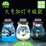 MARIMO海藻球 微景觀生態瓶套裝 玻璃DIY材料 水培植物 綠藻禮物 DIY笑鋪