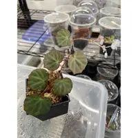 在飛比找蝦皮購物優惠-秋海棠 Begonia lichenora 2寸盆