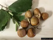 Buy Hazelnut - American White Nut Trees (Coryluus avellana)