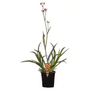 180mm Kangaroo Paw - Anigozanthos sp