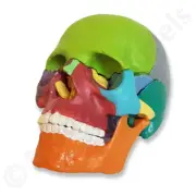 Mini Coloured Didactic Anatomical Human Skull Model - Medical Skeleton Anatomy