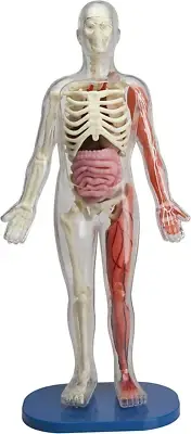 Smartlab Squishy Human Body Model Style Name:Single