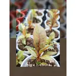 『樂植-LOVE PLANTS』斑葉橡膠樹｜3寸｜喬木｜觀葉植物｜熱門