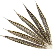 5 Pcs LADY AMHERST PHEASANT Feathers 16-20" Top Quality! Craft/Halloween/Costume