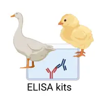 在飛比找蝦皮購物優惠-【科研白小兔】ELISA試劑盒 雞生長激素(GH)ELISA