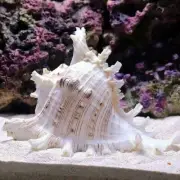 Genuine Big Sea Shells Mixed Sea Shell Original Authentic Fish Decor Tank V5E1