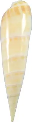 Terebra Maculata Flesh Polished Seashells 5-7"