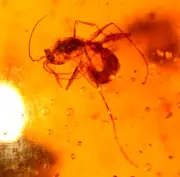 Cretaceous Winged Ant in Burmite Amber Fossil Gemstone Dinosaur Age