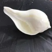 Nepal White Snails Indian Lead Snails Natural Shells Conch Deep Sea Shells Decor