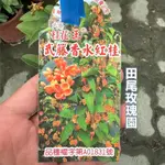 田尾玫瑰園 L 武藤香水紅桂【6吋盆 高度約50CM】四季紅桂 花色橘紅色 香花植物 桂花 (植物眾多歡迎詢問)