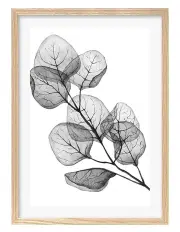 [Profile Australia] Transparent Eucalyptus Silver Dollar Leaves Art Print A1 Frame in Natural
