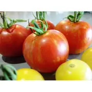 TOMATO Tigerella seeds