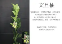 在飛比找Yahoo!奇摩拍賣優惠-心栽花坊-文旦柚/4吋/文旦/麻豆文旦/柑橘類/嫁接苗/水果