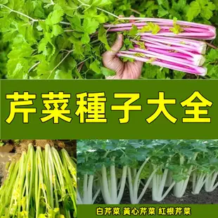 四季小香芹種子 耐熱芹菜苗種籽小芹菜種子青菜蔬菜種子農傢菜籽蔬菜種子【酷農種業】