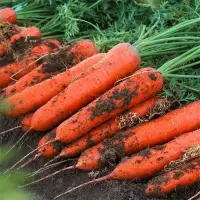 在飛比找蝦皮購物優惠-耐熱耐寒衚蘿蔔種籽子四季紅蘿蔔種子夏秋播七寸高產蔬菜種子大全