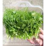 雪豆苗 MICROGREENS 擺盤 沙拉 盤飾 西餐 芽苗 100G