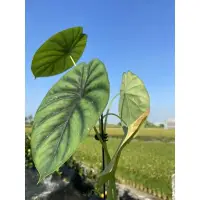 在飛比找Yahoo!奇摩拍賣優惠-綠盾觀音蓮 Alocasia clypeolata A.Ha