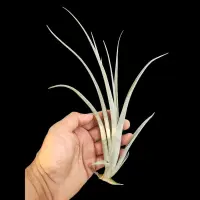 在飛比找蝦皮購物優惠-綠房子空氣鳳梨 阿比達X花中花 Tillandsia alb