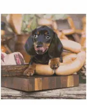 Cross Stitch Pattern Reece the Butcher Dogs X Stitch Gwen Street Designs New