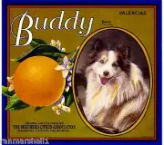 Marshall Canyon Buddy Sheltie Shepherd Dog Orange Citrus Fruit Crate Label Print