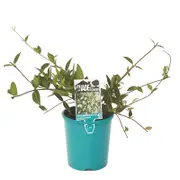 140mm Asiatic Jasmine - Trachelospermum asiaticum