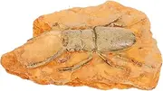 Veemoon Paleontological Insect Specimen Decoration Lightweight Insect Ornament for Teaching Collecting Decorative Use for Science Projects
