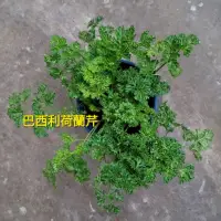 在飛比找蝦皮購物優惠-巴西利•歐芹•荷蘭芹•香芹•香料＆草藥■5吋盆栽