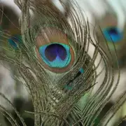 Package of 6 Decorative Natural Peacock Feather 23" Stems