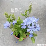 小花園藝 藍雪花 3吋盆 藍色雪花 常年開花 四季開花 $50